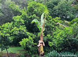 Image result for Myrica pilulifera