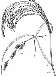 Image result for Eragrostis rotifer