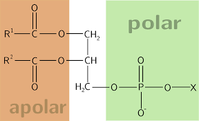 Problem 10 What Does It Mean For A Molecule... [Free Solution] | Vaia