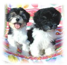 Black And White Coton De Tulear Puppies For Sale Reasons For Using A Dog Stroller Coton De Tulear Dogs Coton De Tulear Puppy Coton De Tulear