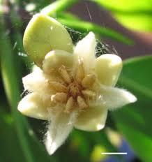 Image result for Rhizophora mucronata