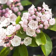 How To Grow Flowering Evergreen Mountain Laurel Shrubs Laurel Shrub Laurel Plant Mountain Laurel