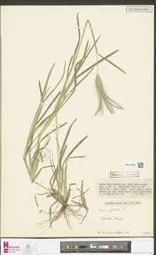Image result for Eragrostis mildbraedii