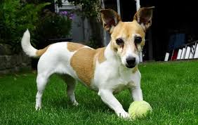 Enter your 5 digit us zip code. When Do Jack Russells Stop Growing Let S Get Pets