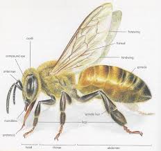 They will not pollinate grains such as corn and wheat, firs or soybeans. Year Of Pollination The Anatomy Of A Bee Awkward Botany