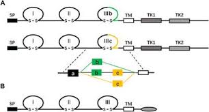 N.m.tiong & co advocates & solicitors head office: Frontiers Fgf Mechanism Of Action Role In Parkinson S Disease And Therapeutics Pharmacology
