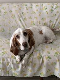 Apart from their hunting skills, most hounds make excellent pets. Sweet Fat Boy Album On Imgur