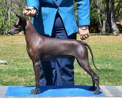 Síguenos también en @xolosfemenil #fuerzatijuas desafioplaya.com. Xolos Jalisco Usa Home Facebook