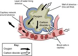 Biology Animal Respiration Shmoop Biology