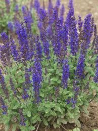 Image result for Merwilla lazulina