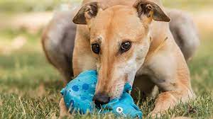 Then select florida & greyhound pets of america tampa bay. Faqs Greyhounds As Pets
