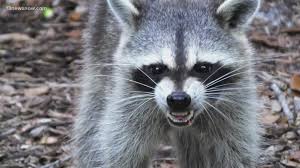 Check spelling or type a new query. Rabid Raccoon Confirmed In Chesapeake 13newsnow Com