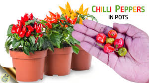 When cutting the parent plant it is best to choose a stem that is new growth and has healthy looking leaves. 10 Tips To Growing Chilli Peppers In Pots Gkvks Gardening Tips And Store