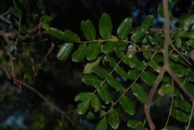 Image result for Dialium schlechteri