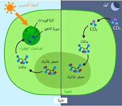 crassulacean استقلاب حمض ask a biologist