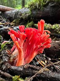 Image result for Chlorophytum stolzii