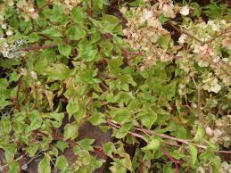Image result for Rumex sagittatus