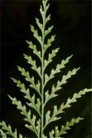 Image result for Davalliaceae