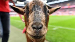 Fc köln eines tages wie kaiserslautern in die dritte liga absteigen würde. 1 Fc Koln Geissbock Hennes Hat Eine Neue Familie