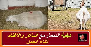 وتقول حكومة البلاد إنها تريد تطعيم 10 ملايين شخص بحلول سبتمبر/ أيلول، لكن نحو نصف. ÙƒÙŠÙÙŠØ© Ø§Ù„ØªØ¹Ø§Ù…Ù„ Ù…Ø¹ Ø§Ù„Ù…Ø§Ø¹Ø² ÙˆØ§Ù„Ø£ØºÙ†Ø§Ù… Ø£Ø«Ù†Ø§Ø¡ Ø§Ù„Ø­Ù…Ù„
