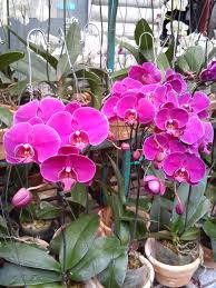 Ready stock / jbabt018 telepon 6281319991823; Surga Anggrek Di Kota Medan Official Chitra