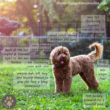 Discover ideas about cockapoo grooming. How To Groom A Goldendoodle Timberidge Goldendoodles