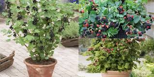 We did not find results for: 8 Best Berries To Grow In Containers Balcony Garden Web