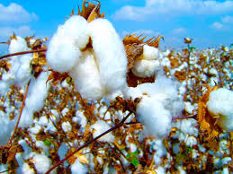 Check spelling or type a new query. Let S Talk About Cotton Production Terraverde Agriculture