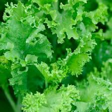 Planting these spicy greens is an excellent addition to your healthy diet because of its nutritional contents and benefits. Mustard Plant Vegetable Plants Edible Garden The Home Depot