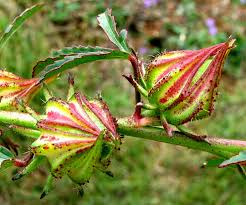 Image result for Hibiscus cannabinus
