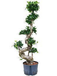 A recently described variety, ficus benjamina var. Buy Ficus Microcarpa Compacta S Type Bonsai 100 28 19 Hydroculture Nieuwkoop Europe