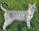 Snow & White Bengal Cats for Sale 🐈 | Wild & Sweet Bengals