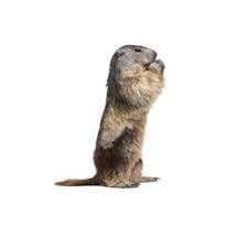 Check spelling or type a new query. Woodchuck Vs Beaver What Is The Difference