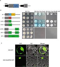 A Stress Responsive Bzip Transcription Factor Osbzip62 Improves Drought And Oxidative Tolerance In Rice Bmc Plant Biology Full Text