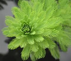 Image result for Haloragaceae