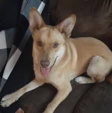 Many wellness centers fill up quickly and not all pets are able to be seen. Pet Wellness Center Of Southern Illinois Home Facebook