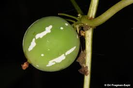 Image result for Diplocyclos tenuis