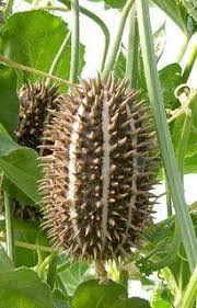 Image result for Cucumis africanus