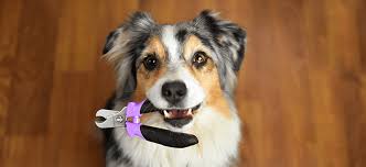 Have a question about your pet's health? How To Trim Your Dog S Nails Petcurean Pet Nutrition