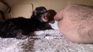 Is My Kitten Hissing Or Panting Mystery Solved Youtube