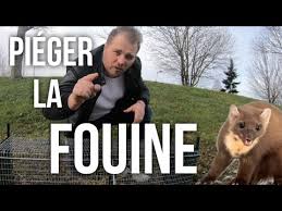 Ces dernières années, les fouines ont vu leur blason redoré dans certaines zones de la france. Comment Installer Un Piege A Fouine Youtube