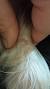 Dog Hair Follicle Cyst