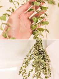 Eucalyptus gives off a refreshing scent that can help you feel calmer and breathe easier while adding a natural touch to your bathroom. Why You Should Put Eucalyptus In Your Shower Marybeth Wells