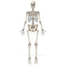 1 x expert source renée plevy. Skeleton Illustrations Medical Illustrations Of The Skeletal System Skull