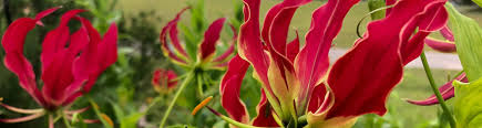 Image result for Gloriosa sessiliflora