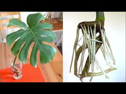 Monstera brown spots on stem. Monstera Cutting And Water Propagation House Plant Ideas Youtube
