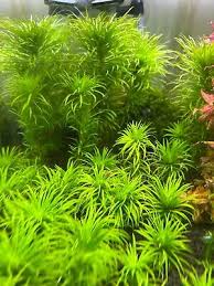 Image result for Syngonanthus