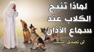 لماذا تنبح الكلاب وتصرخ عند سماع الاذان وهل يرى الكلب الجن ومـ ـوت الإنسان إجابة ستصدمك youtube bunion remedies youtube