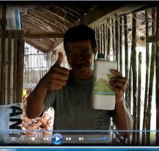 Maybe you would like to learn more about one of these? Penyembuhan 1000 Ekor Ayam Petelur Kena Nd Ai Dengan Pola Nogososro Sabuk Inten Telur Albumin Omega 3