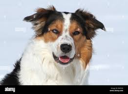 Cross eyed dog hi-res stock photography and images